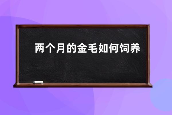 两个月的金毛如何饲养(两个月的金毛随地大小便，怎么教)