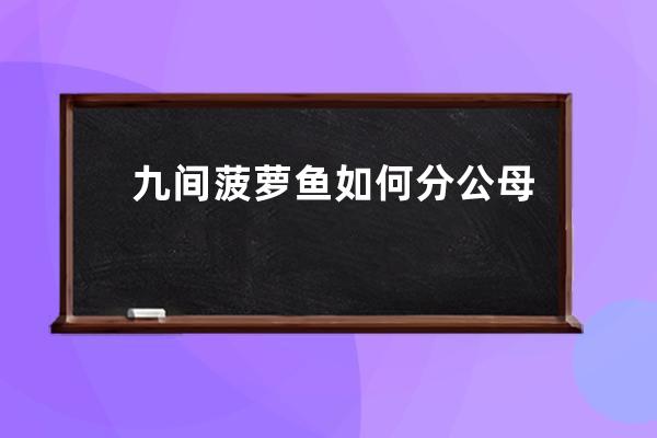 九间菠萝鱼如何分公母(九间菠萝鱼公母图片)