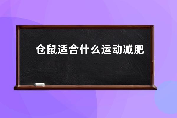 仓鼠适合什么运动减肥 