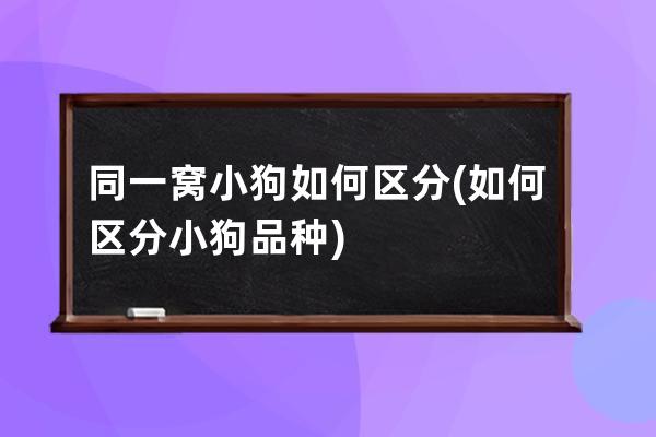 同一窝小狗如何区分(如何区分小狗品种)