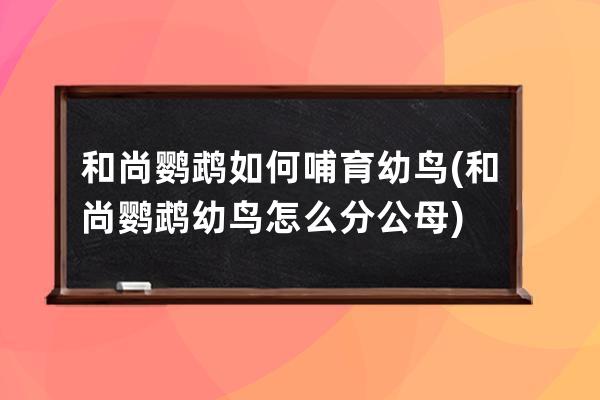 和尚鹦鹉如何哺育幼鸟(和尚鹦鹉幼鸟怎么分公母)