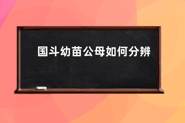 国斗幼苗公母如何分辨