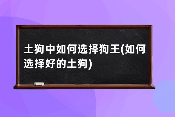 土狗中如何选择狗王(如何选择好的土狗)