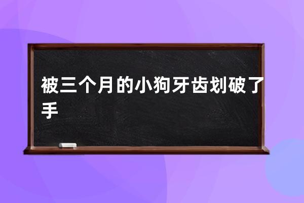 被三个月的小狗牙齿划破了手 