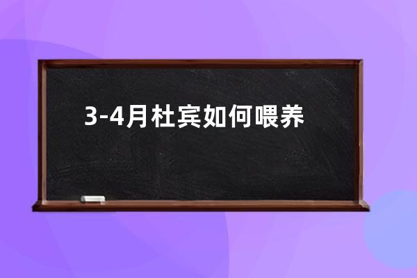 3-4月杜宾如何喂养